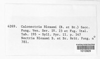 Calonectria bloxami image